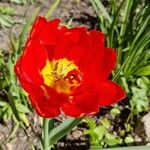 Tulipa agenensis Bloem