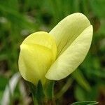 Lotus maritimus Květ