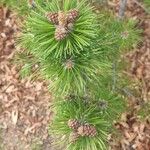 Pinus mugo Blad
