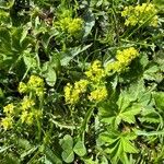 Alchemilla glabra Blad