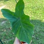 Colocasia esculentaFeuille