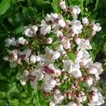 Catalpa bignonioides Λουλούδι