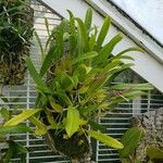 Bulbophyllum biflorum Habit