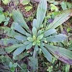 Digitalis ferruginea Hábito