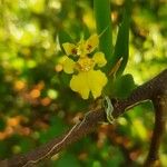 Erycina crista-galli Flor