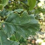 Quercus trojana Feuille