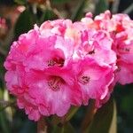 Rhododendron lanigerum 花