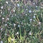 Silene secundiflora Lorea