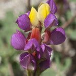 Lupinus stiversii 花