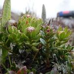 Baccharis alpina Kvet