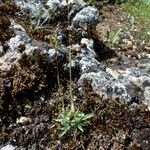 Poa badensis Hábito