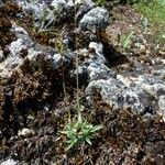 Poa badensis Агульны выгляд