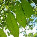 Prunus avium Feuille