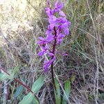Orchis olbiensis Кора