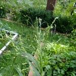 Panicum miliaceum Otro