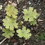 Macleaya cordata Folha