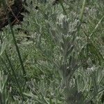 Artemisia maritima Leaf