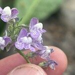 Linaria capraria Кветка