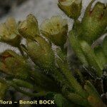 Saxifraga facchinii Hábito