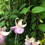 Fuchsia spp. ശീലം