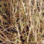 Arenaria aggregata Hoja