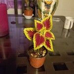 Coleus spp.Лист