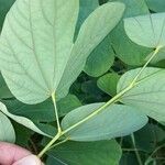 Bauhinia galpinii Blatt