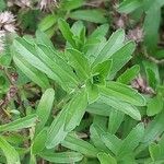 Sideritis hyssopifolia Hoja