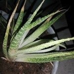 Gasteraloe cv.Deilen