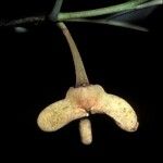 Annona exsucca Flower