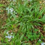 Brimeura amethystina অভ্যাস