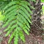Phlebodium decumanum Leaf