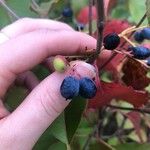 Viburnum lentago ഫലം
