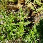 Carlina acaulis Feuille