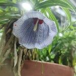 Nesocodon mauritianus Fleur
