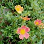 Portulaca umbraticolaᱵᱟᱦᱟ