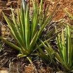Agave sisalana Leaf
