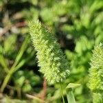 Rostraria cristata Leaf