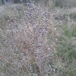 Artemisia maritima 花