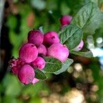 Symphoricarpos orbiculatus ഫലം