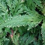 Selaginella moellendorffii