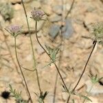 Lomelosia stellata Mbuma