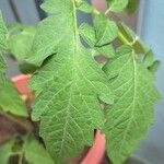 Lycopersicon esculentumDelienn
