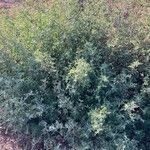 Atriplex tatarica Συνήθη χαρακτηριστικά