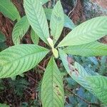 Psychotria faguetii Leaf