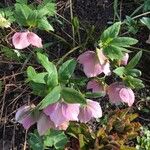 Helleborus orientalisKvet