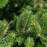 Abies fraseri Delienn