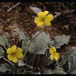 Viola purpurea Habit