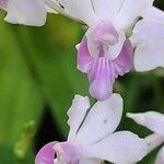 Phalaenopsis pulcherrima Flor