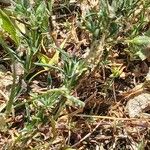 Spergularia rubra Hoja
